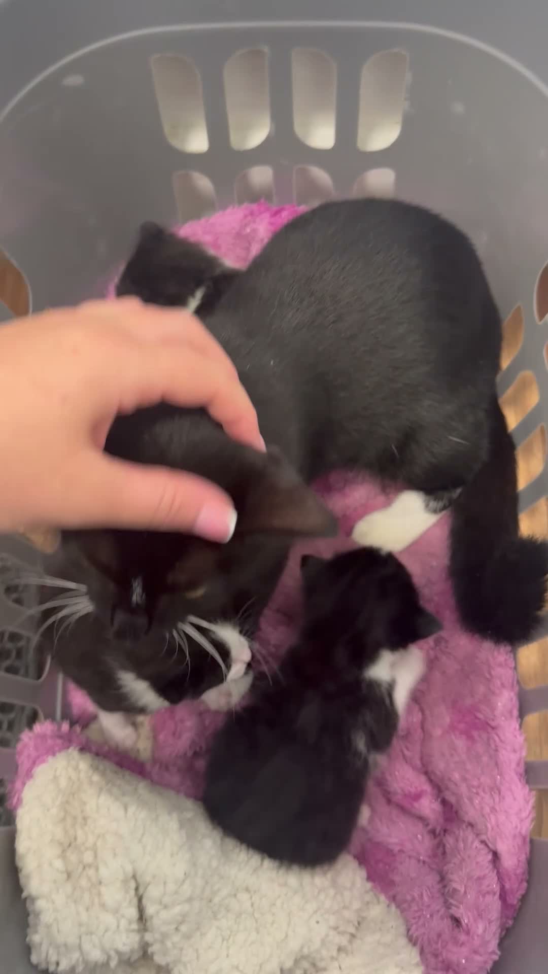 Mixed Breed cats for sale: Mixed Breed Kittens  - Video 2