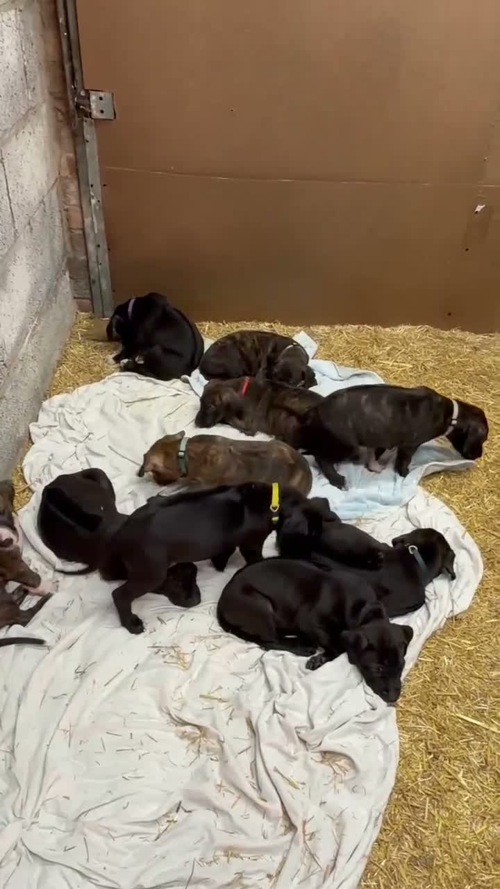 Mixed Breed dogs for sale: Rhodesian Ridgeback x Bull Lurcher - Video 1