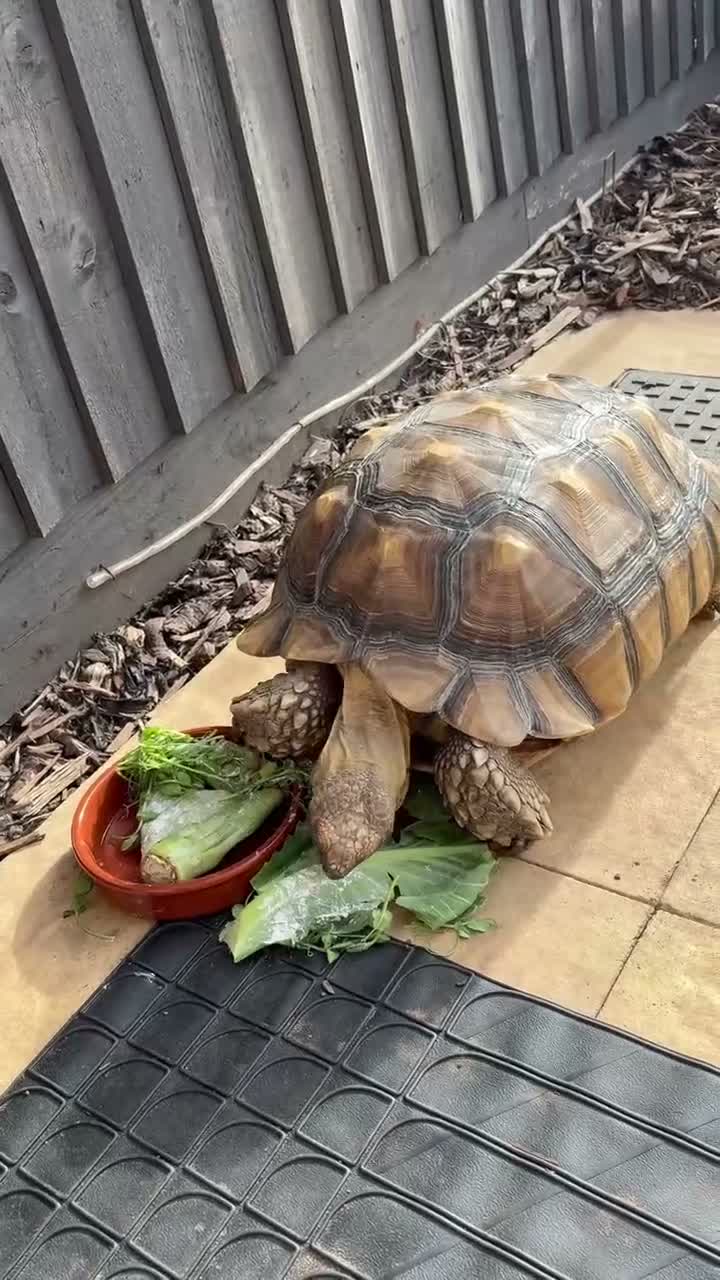 Tortoise reptiles for sale: Sulcata tortoise male 6 year old - Video 3