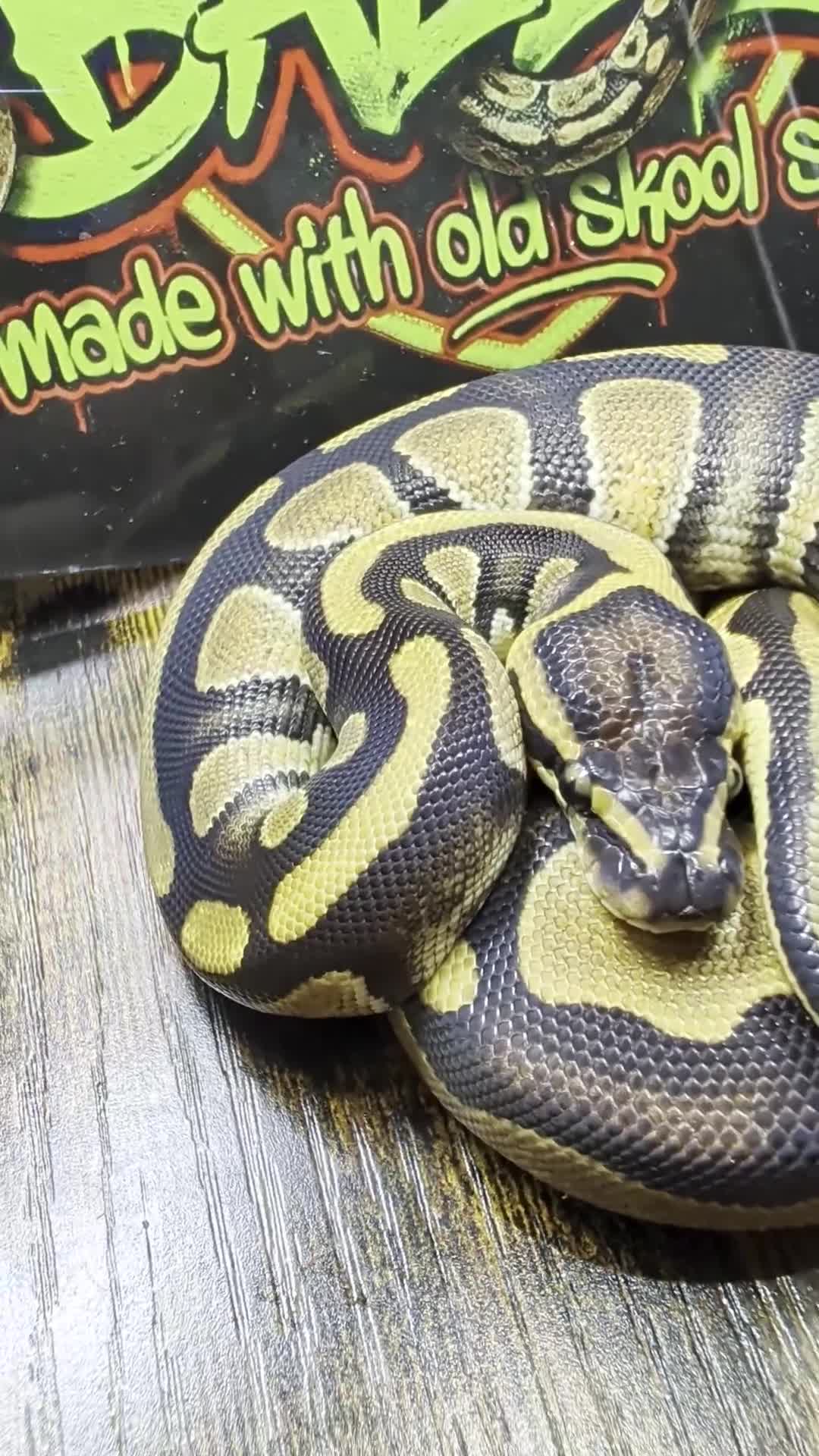 Python Snake reptiles for sale: Enchi stranger 100% het clown  - Video 2