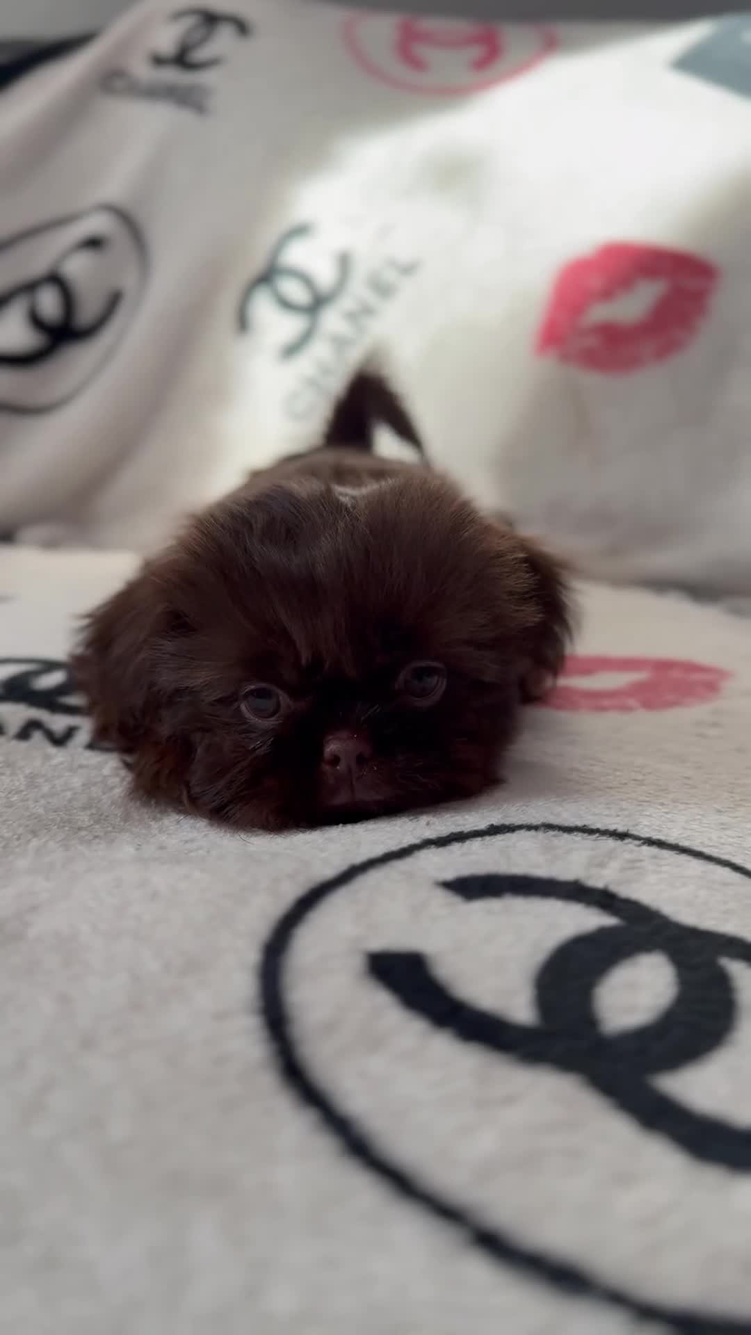 Shih Tzu dogs for sale: Beautiful Imperial Shih Tzu Puppy – Brown Female - Video 2