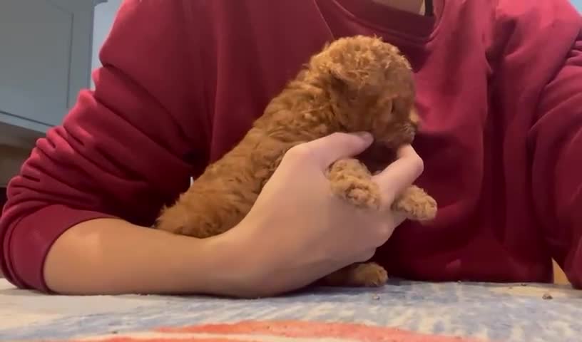 Toy Poodle dogs for sale: Teddy bear red asian/toy poodle puppies 🧸  - Video 1