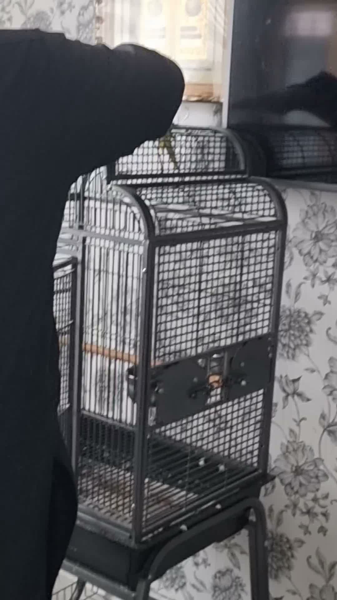 Parrots birds for sale: Beautiful ringneck talking parrot  - Video 4