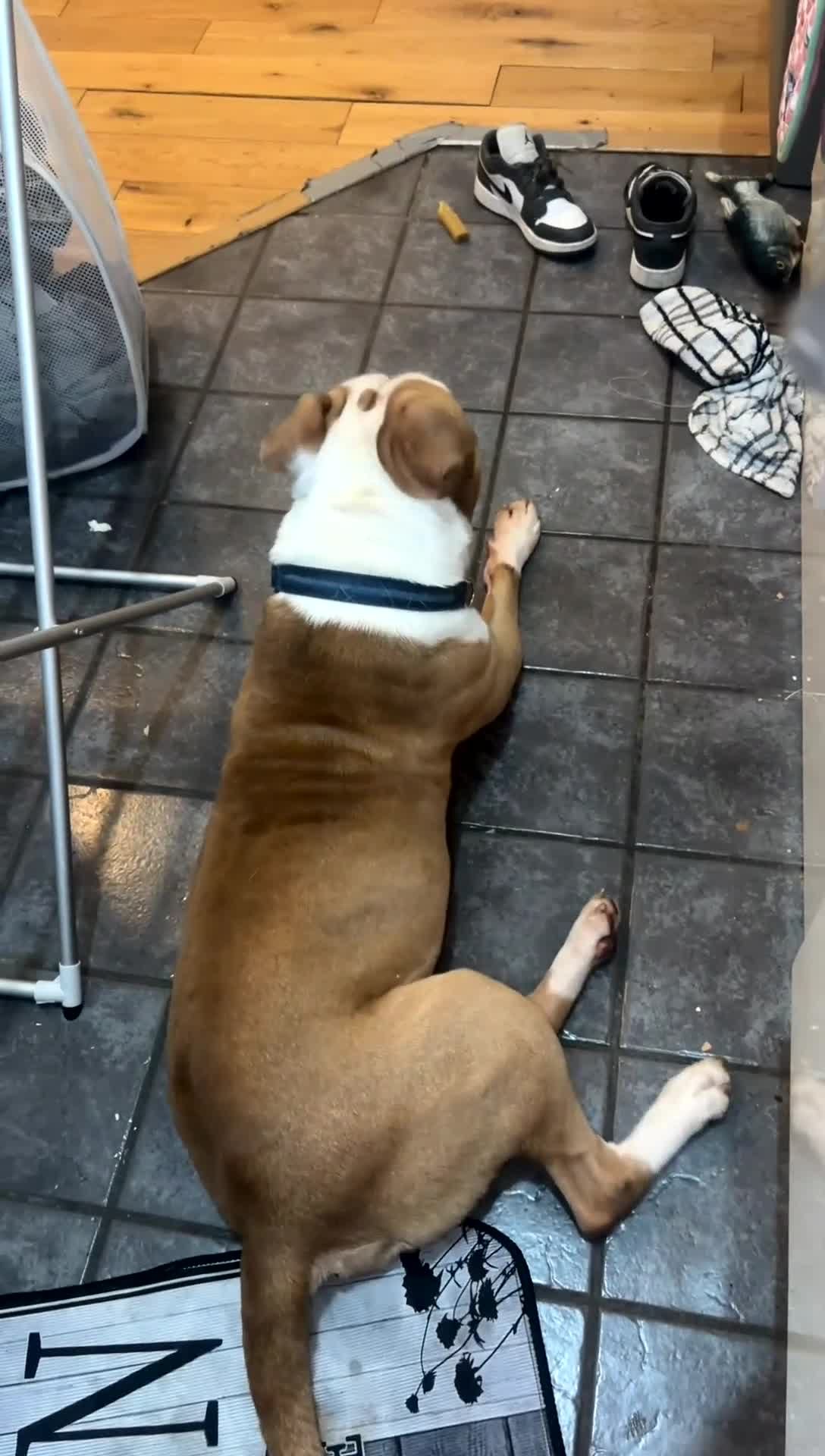 American Bulldog dogs for stud: Beautiful STUD available  - Video 1