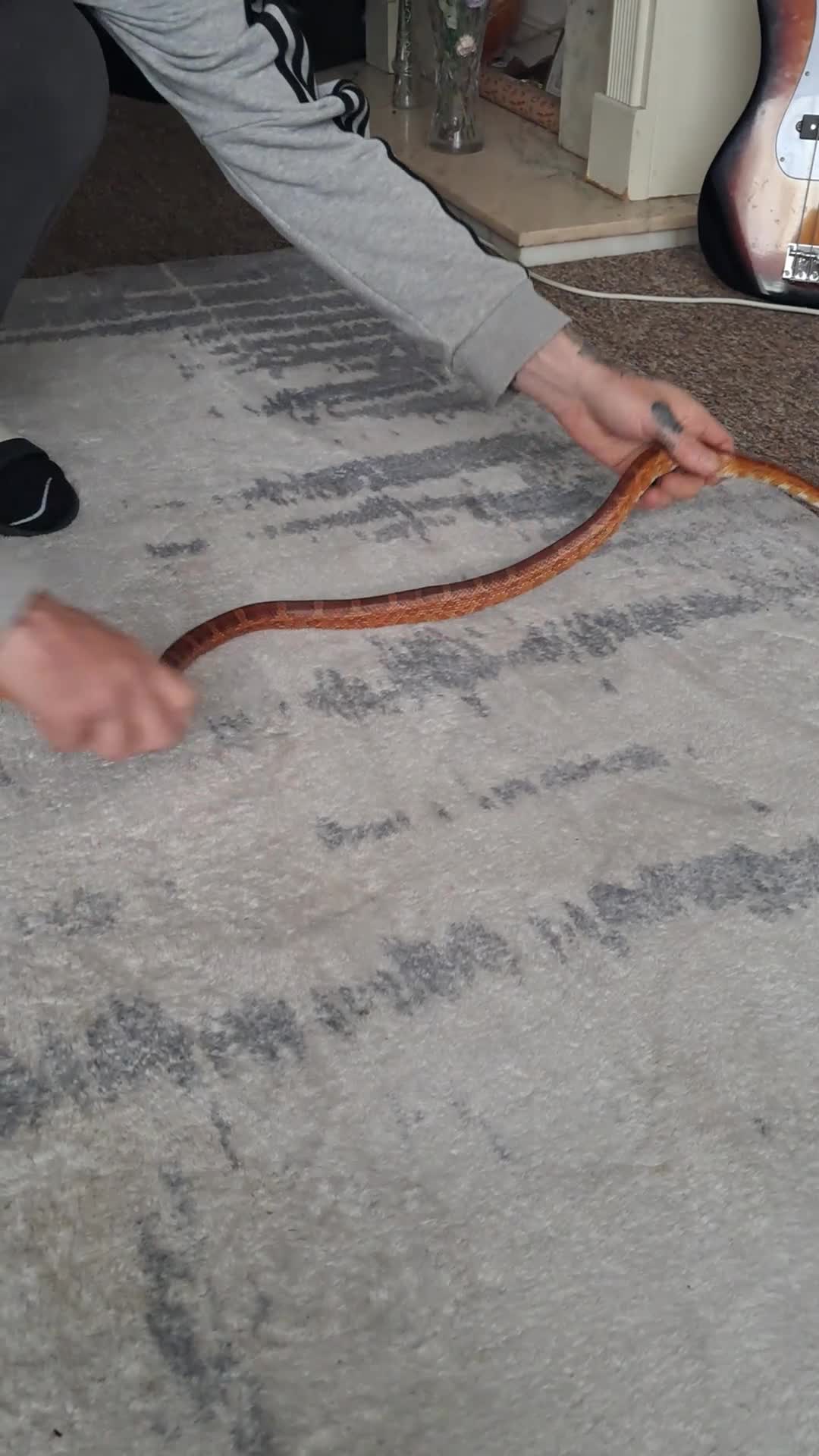 Corn Snake reptiles for sale: Calefornian Caramel Corn Snake - Video 1