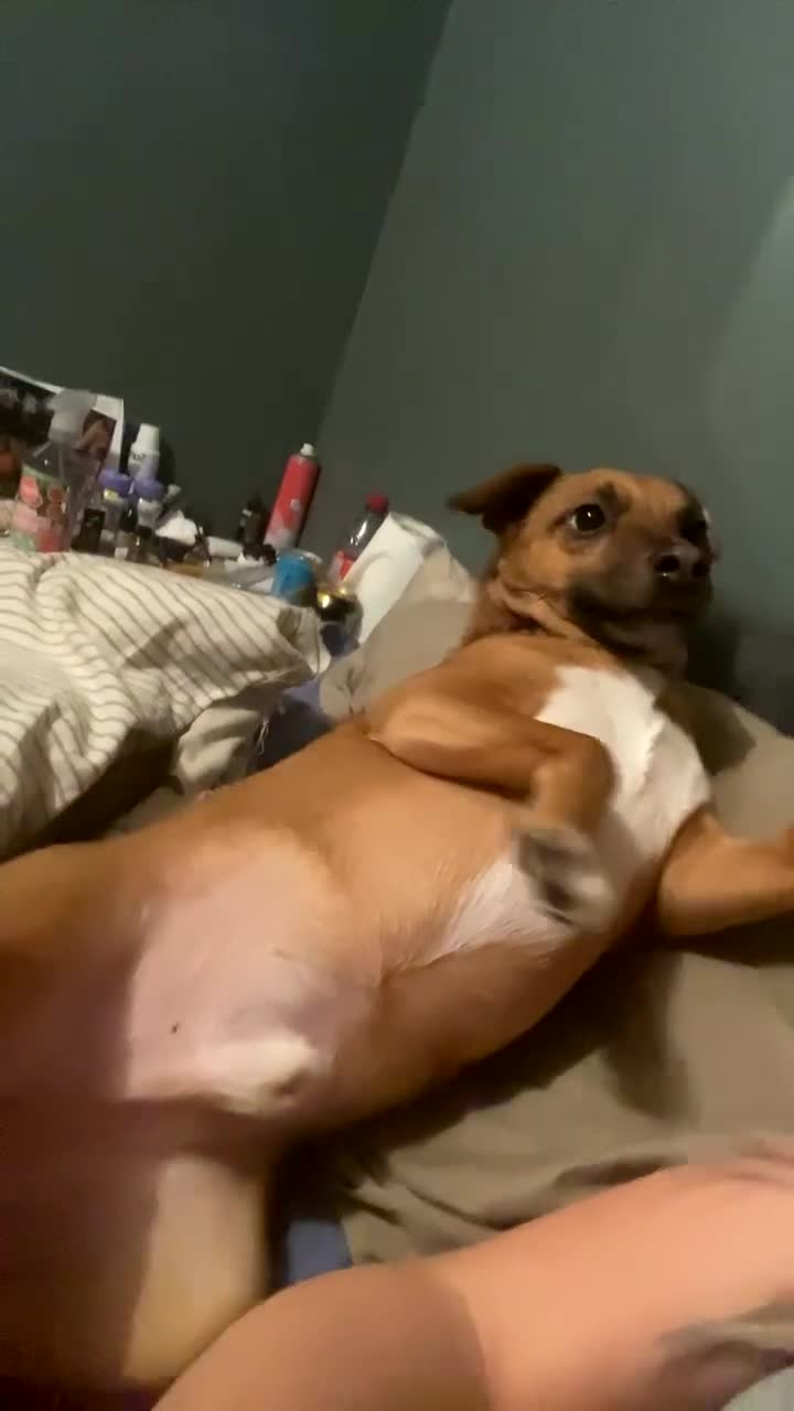 Mixed Breed dogs for sale: Miller - Video 2