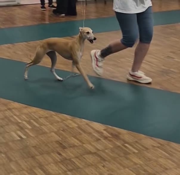 Whippet dogs for sale: KC registered whippet girl puppy - Video 1