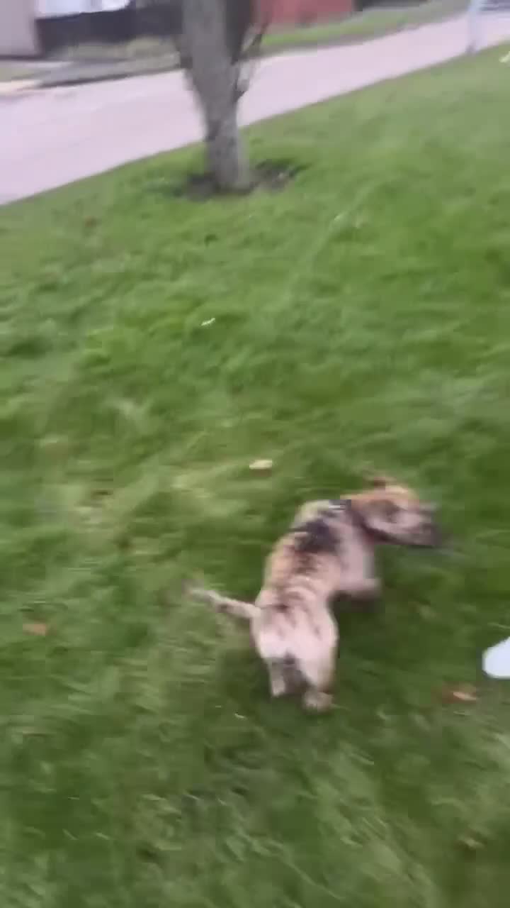 Mixed Breed dogs for sale: Rufus the pocket bully  in Hull - Video 2