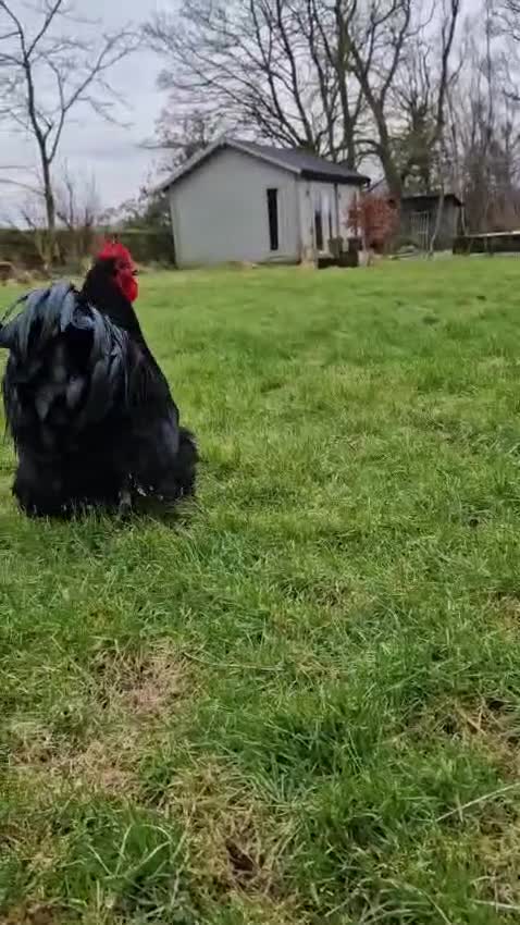 Chickens poultry for sale: Fertile hatching eggs Chickens Ducks Peafowl  - Video 1