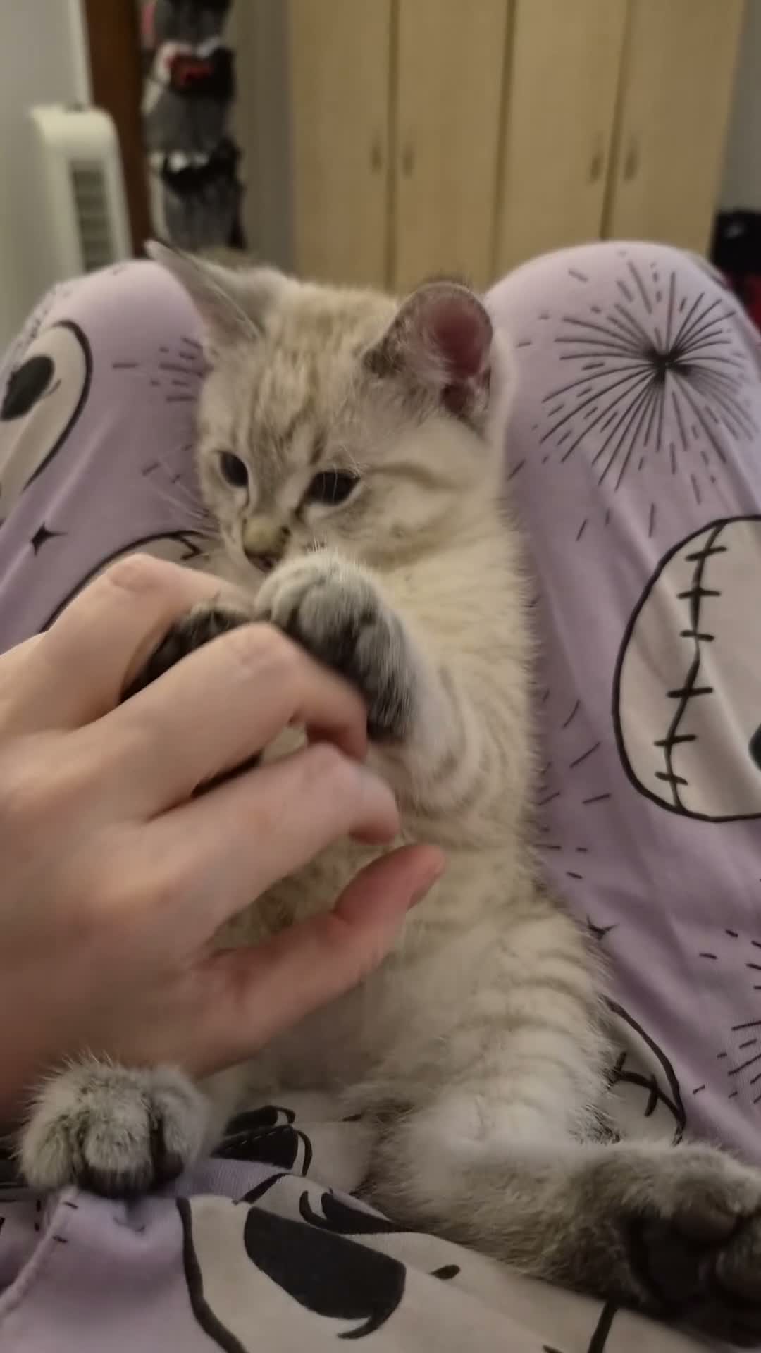 Mixed Breed cats for sale: Fawn  in Glasgow - Video 2