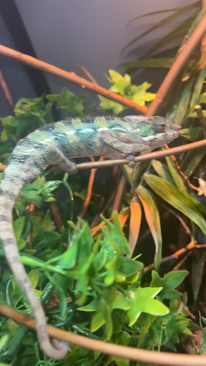 Chameleon reptiles for sale: male panther chameleon - Video 4
