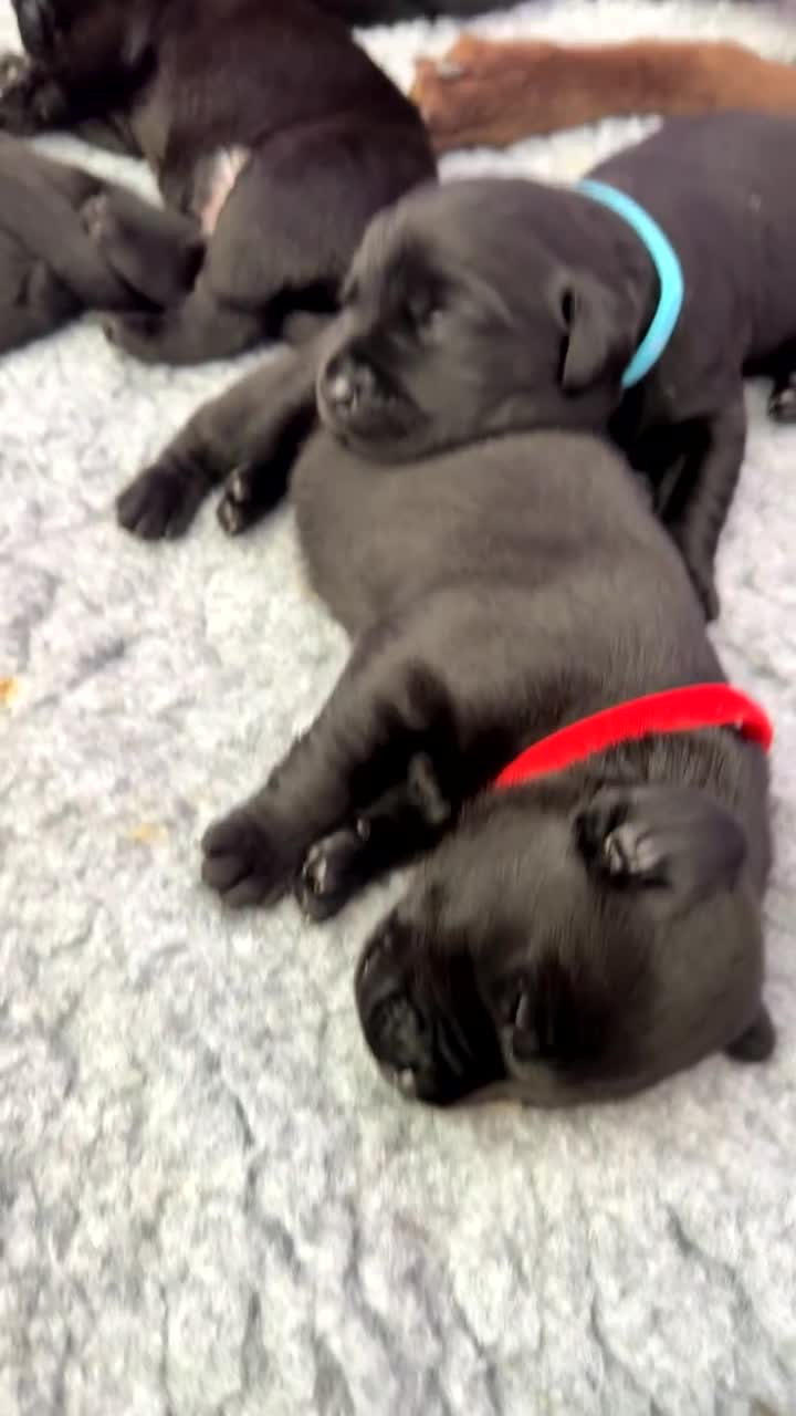 Labrador Retriever dogs for sale: Beautiful KC Labradors  - Video 2