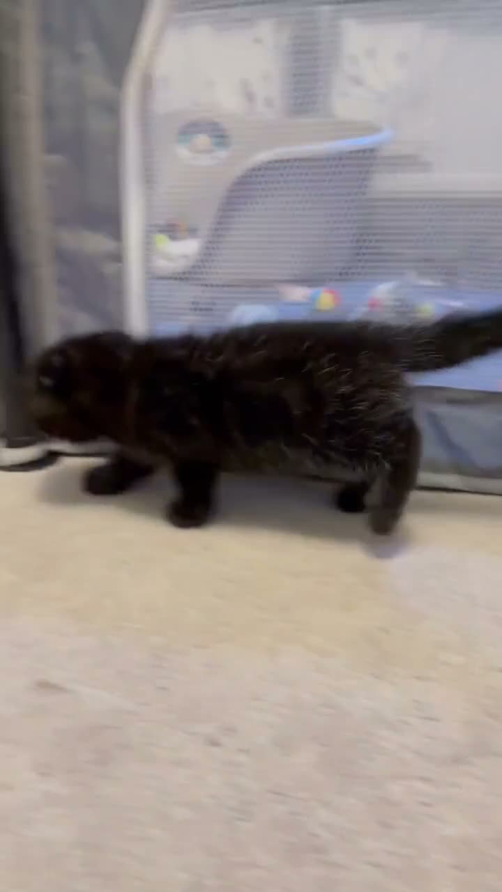 Mixed Breed cats for sale: 3 Adorable Scottish Fold Cross Kittens - Video 1