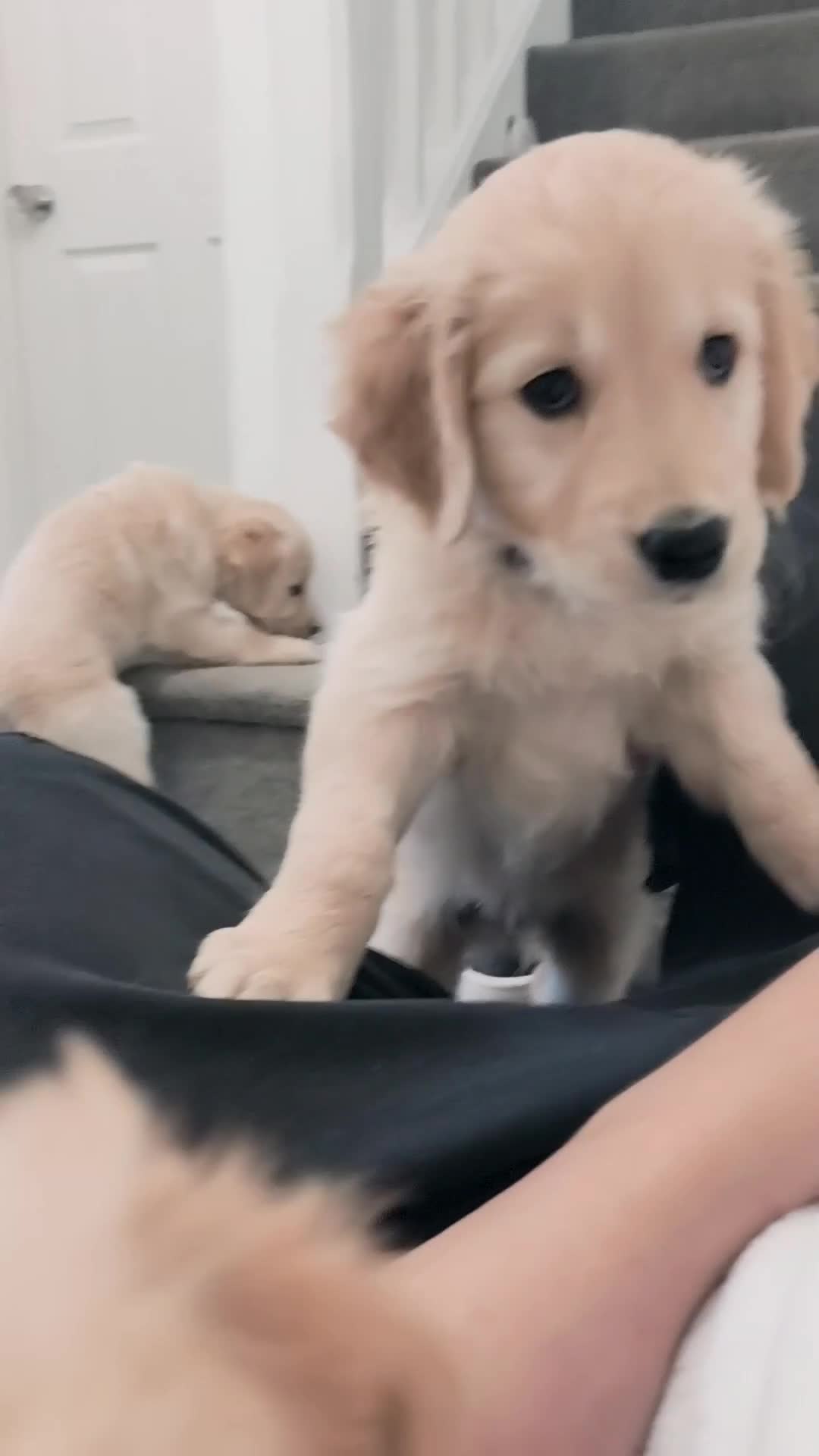 Golden Retriever dogs for sale: Gorgeous golden retriever puppies 🐕 - Video 4