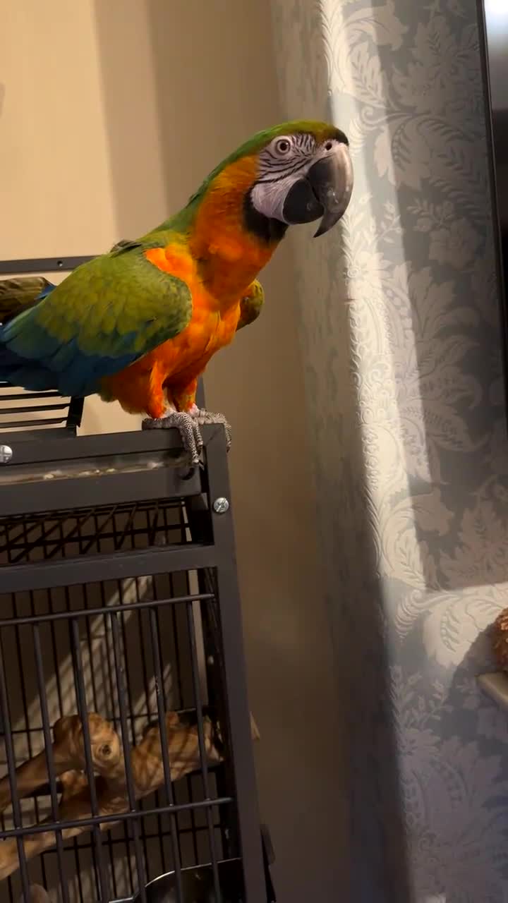 Macaws birds for sale: Female Harlequin Macaw.  - Video 2