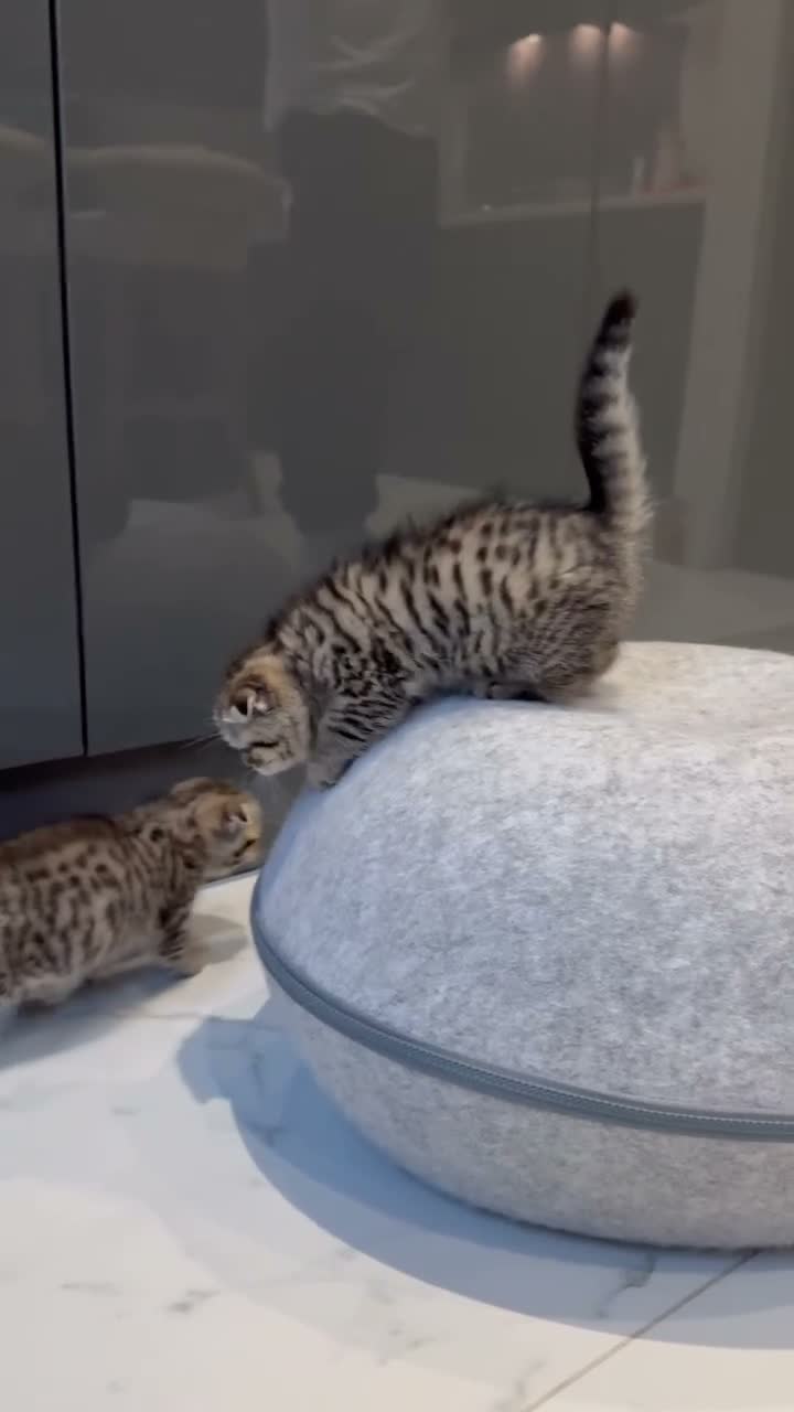 Scottish Fold cats for sale: Scottish fold full pedigree  - Video 2