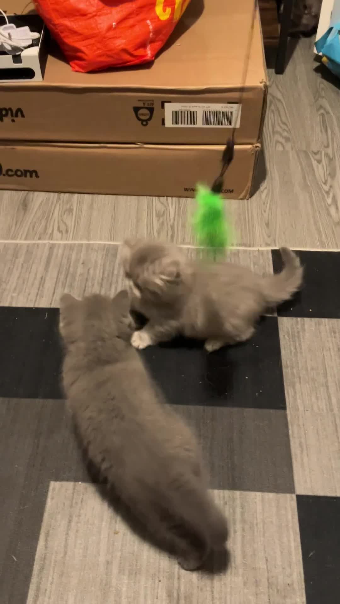 British Shorthair cats for sale: Ready to go amazing kitties  - Video 3