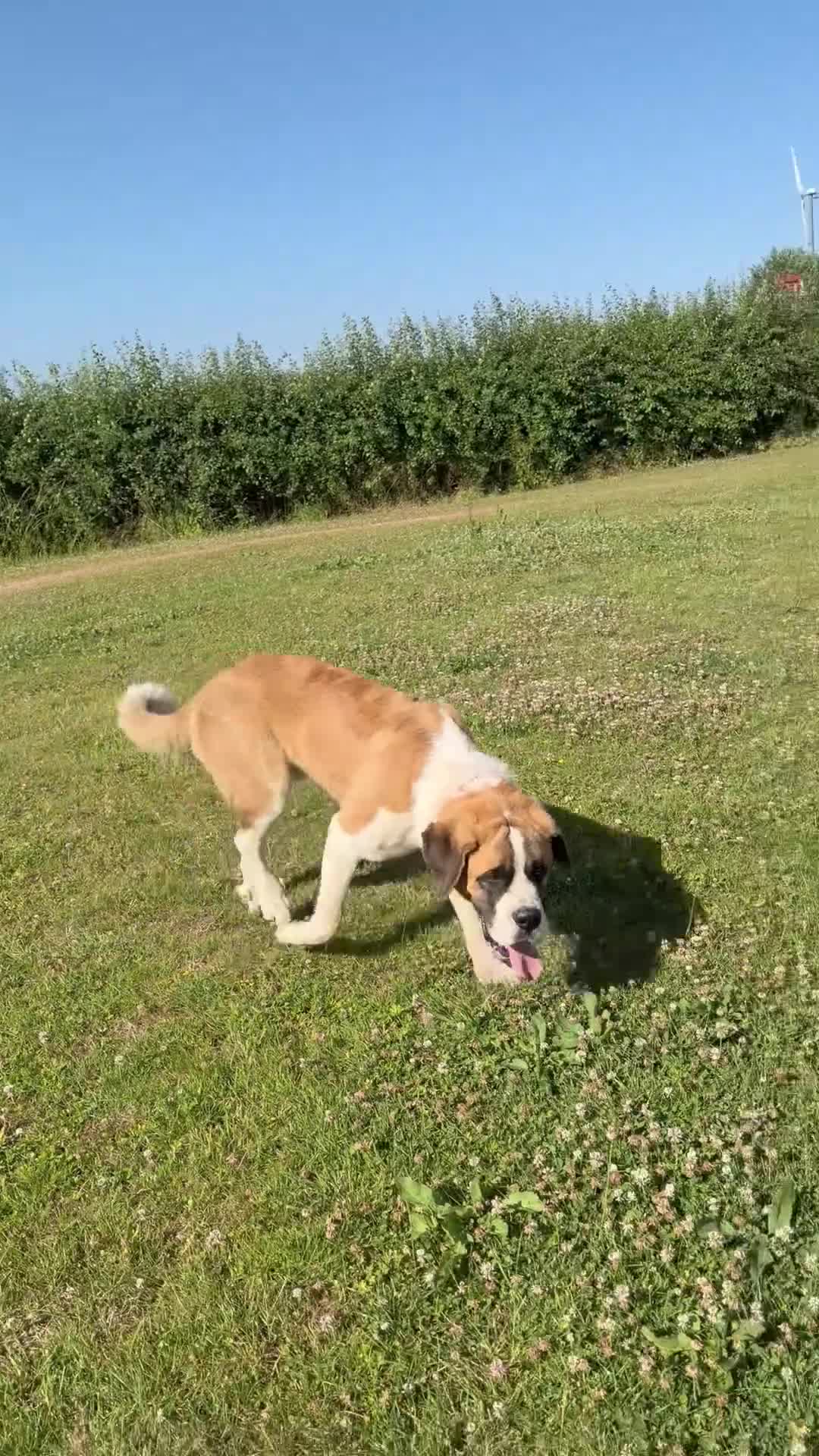 Saint Bernard dogs for sale: St Bernard (male)  - Video 2