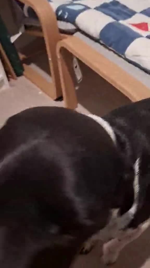 Mixed Breed dogs for adoption: Stratos ! ❤️ a Cypriot sweetheart  - Video 1