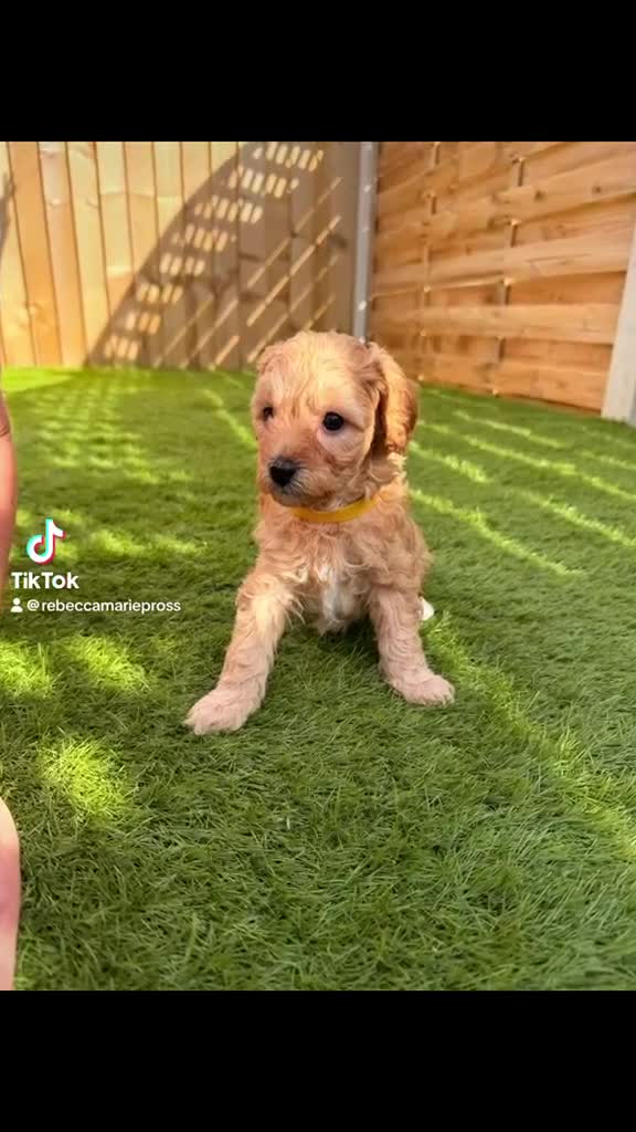 Cavapoo dogs for sale: A beautiful litter of F2 Cavapoos - Video 1