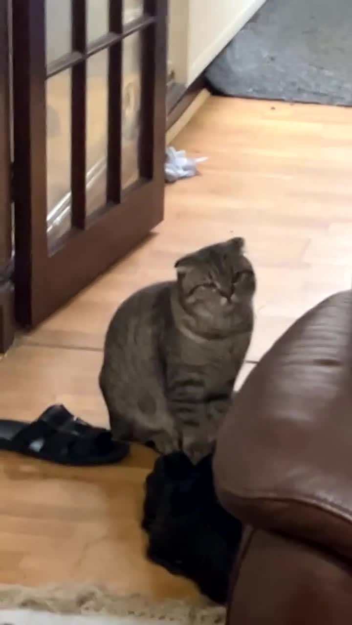 Scottish Fold cats for sale: Scottish fold male - Video 1