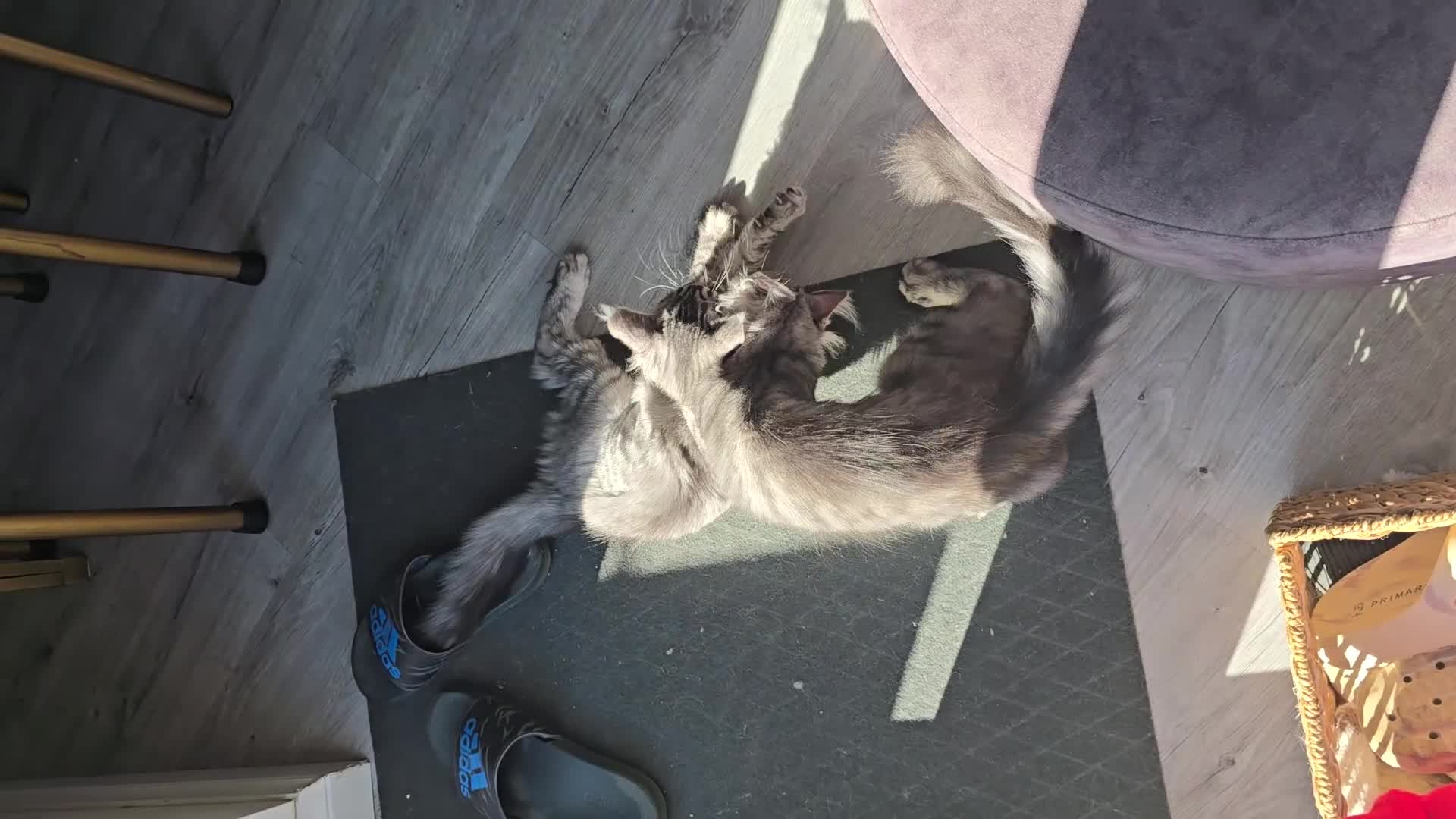 Maine Coon cats for sale: Large pedigree Tica Maine coon kittens READY  - Video 3