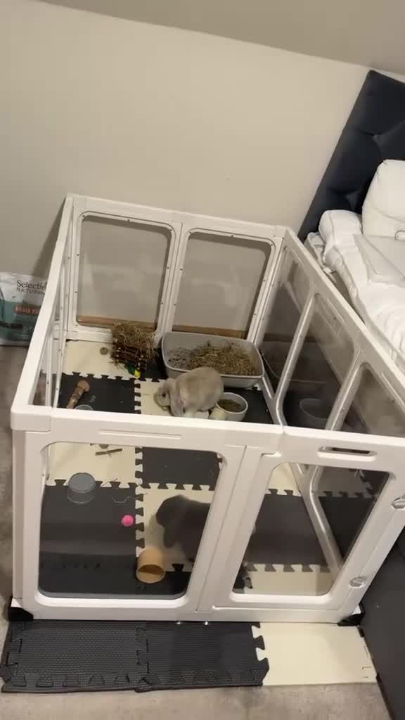 Mini Lop rabbits for sale: 2 male mini lops for sale in Birmingham - Video 1