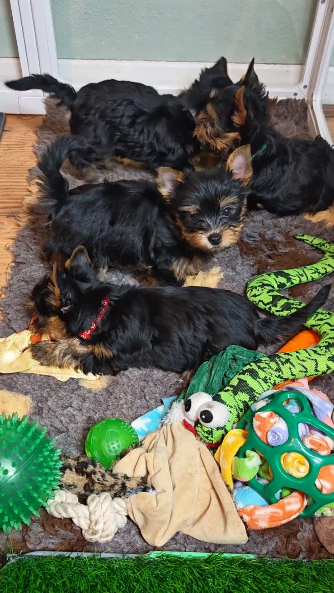 Yorkshire Terrier dogs for sale: ❤️Last boy left❤️ - Video 1