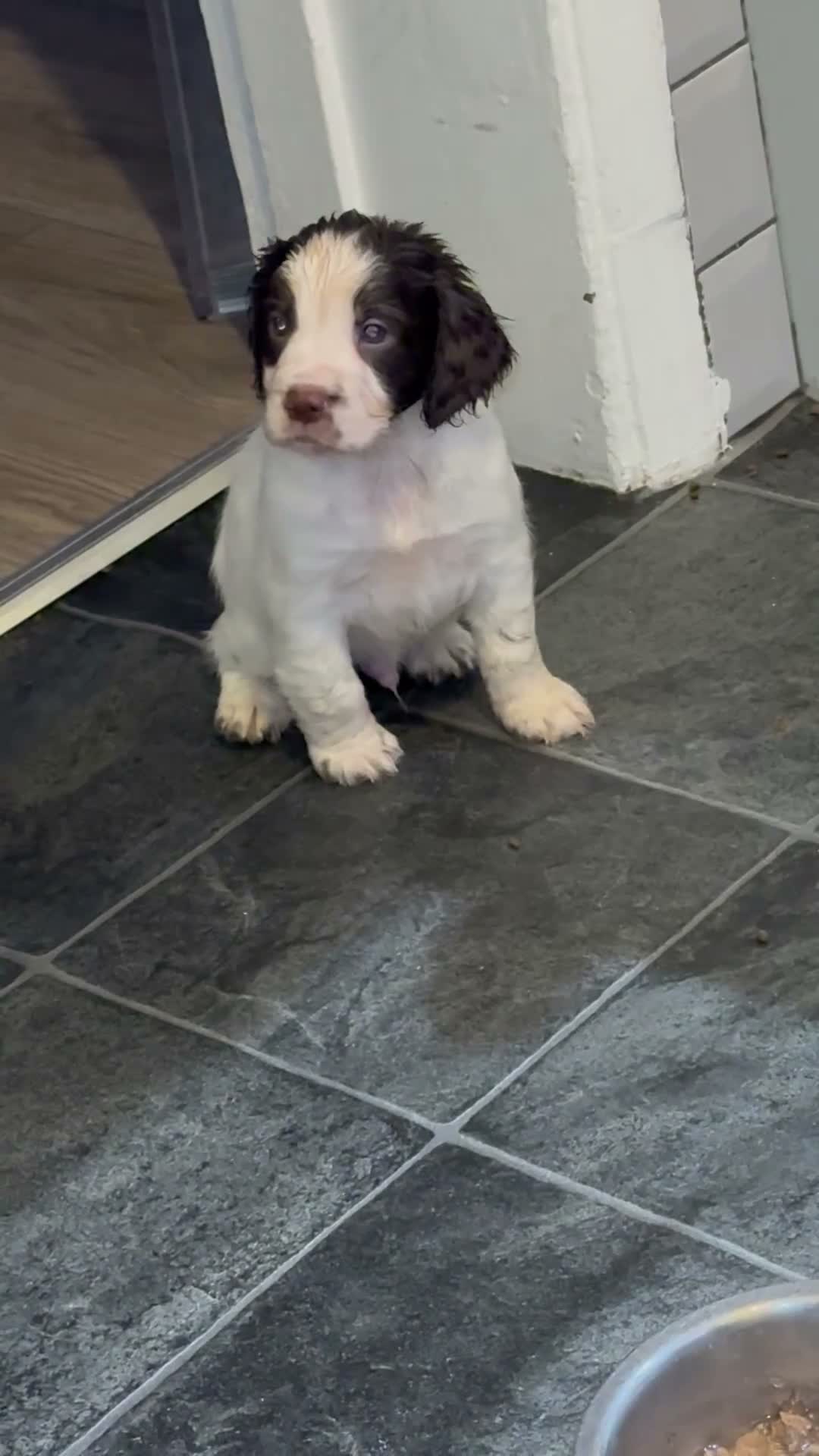 Cocker Spaniel dogs for sale: cocker spaniel boy in Morpeth - Video 1