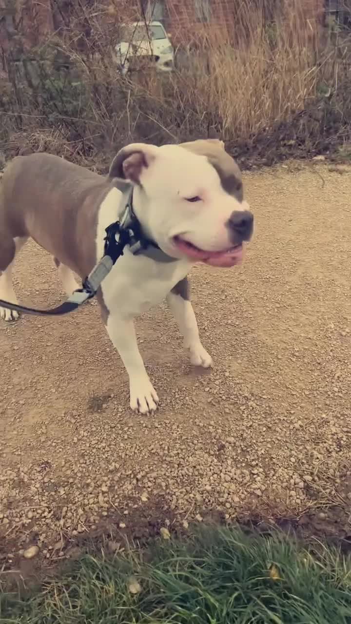 American Bully dogs for sale: 3yo standard bully - Video 2