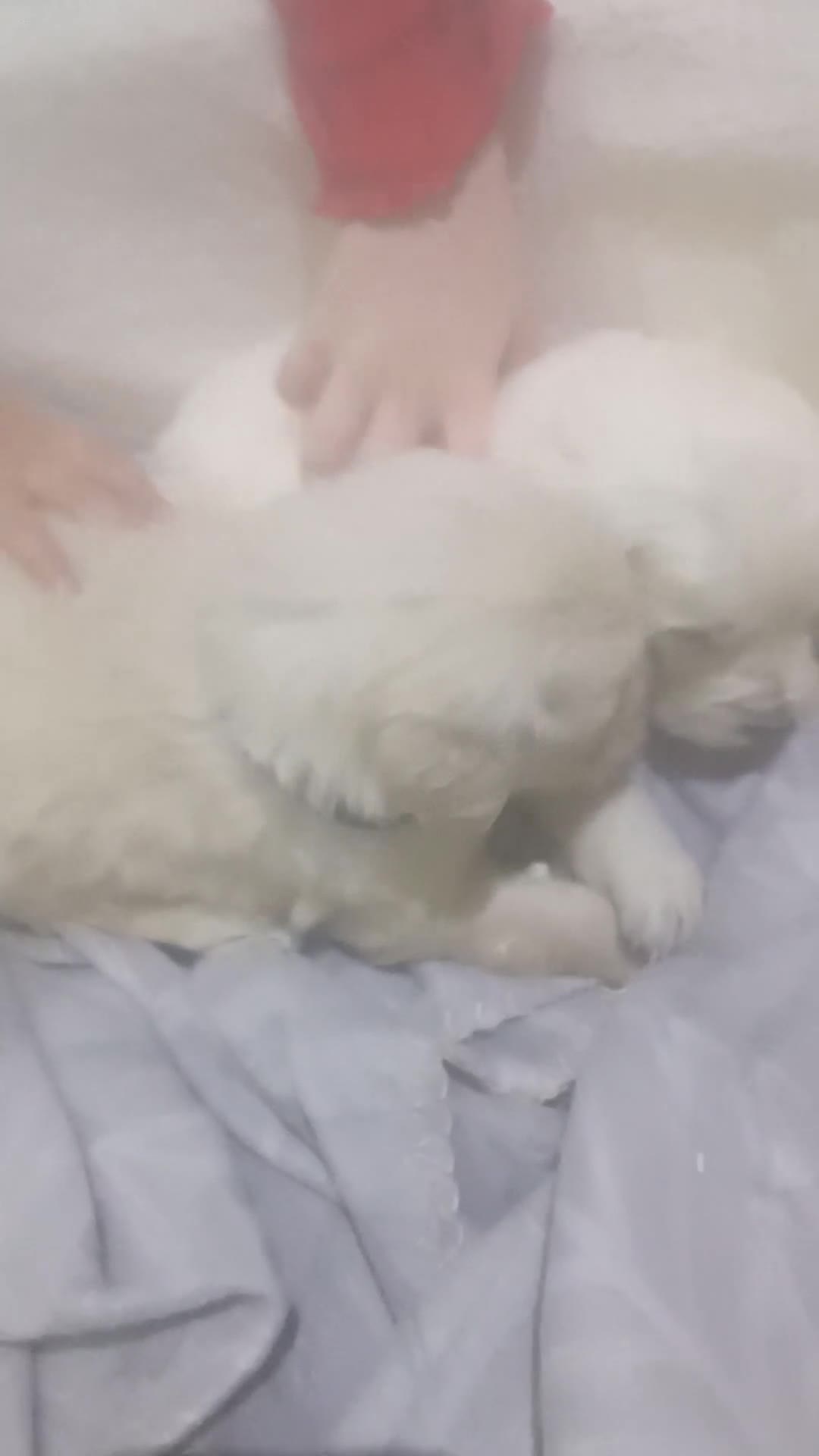 Golden Retriever dogs for sale: Golden retriever puppies kc  - Video 2