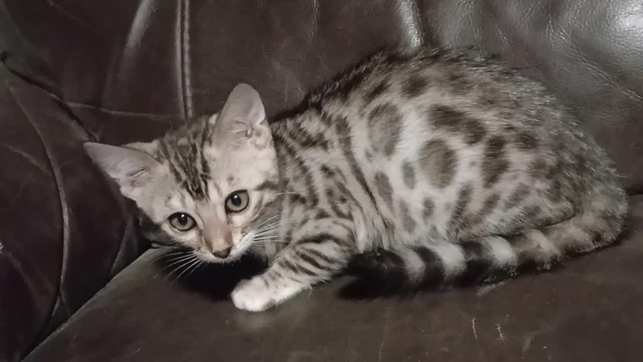 Bengal cats for sale: Bengal kittens Ready now - Video 1
