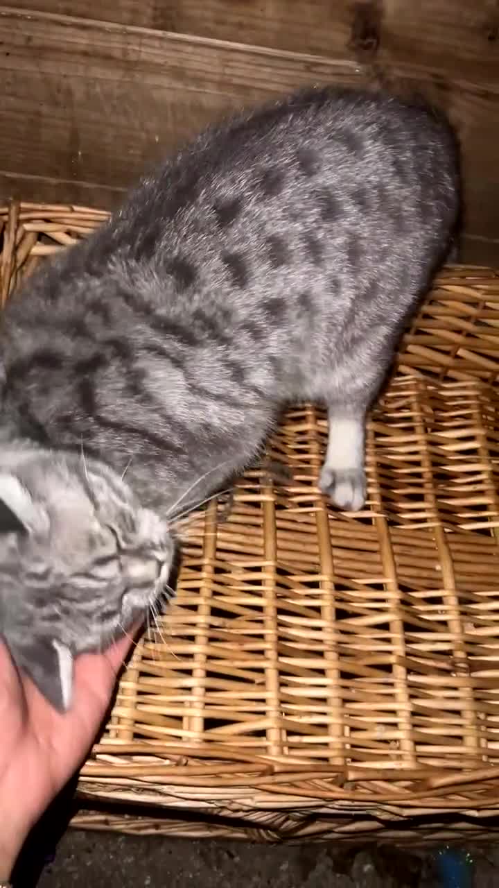 British Shorthair cats for sale:  British shorthairs  - Video 1