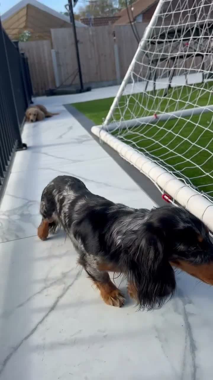 Miniature Dachshund dogs for stud: ✨BEETLEJUICE✨ MINI LONG HAIRED ✨KC - Video 3