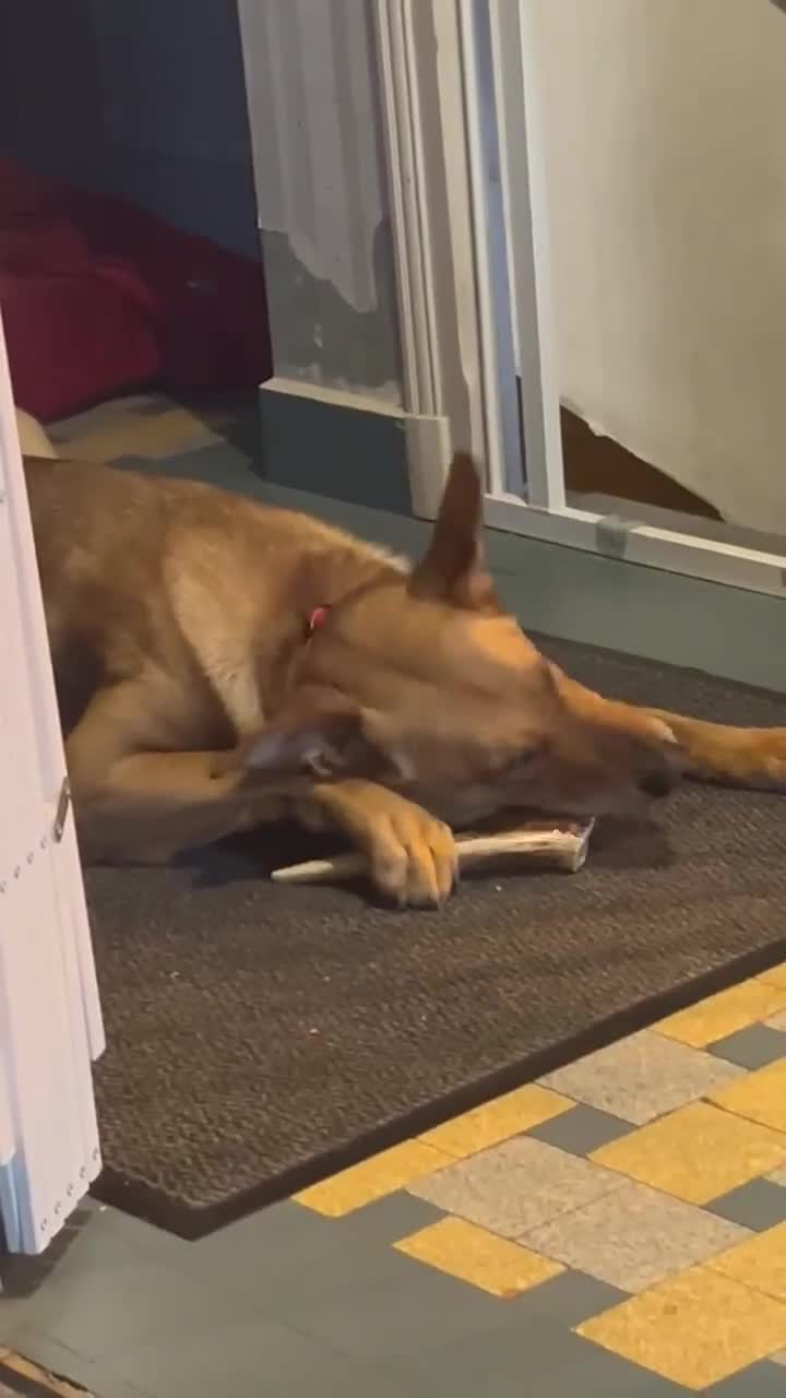 Mixed Breed dogs for sale: Beautiful Foxy 💙 in Havant - Video 1