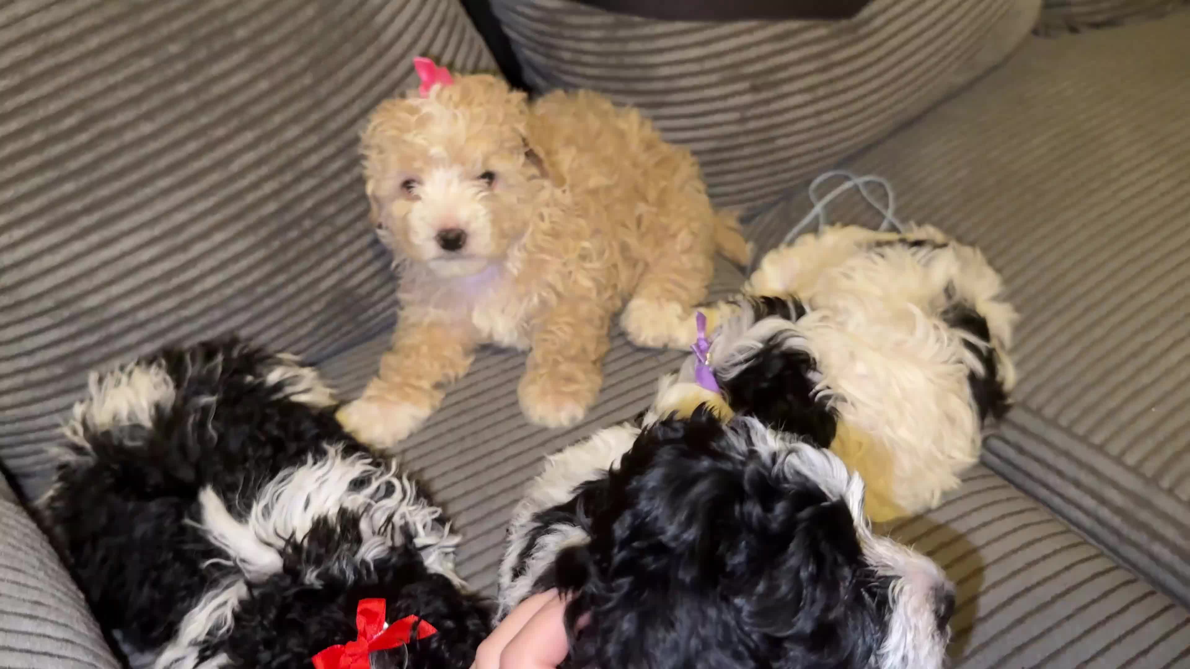 Mixed Breed dogs for sale: 4 little ones looking for a new home ❤️🩵💙 - Video 1