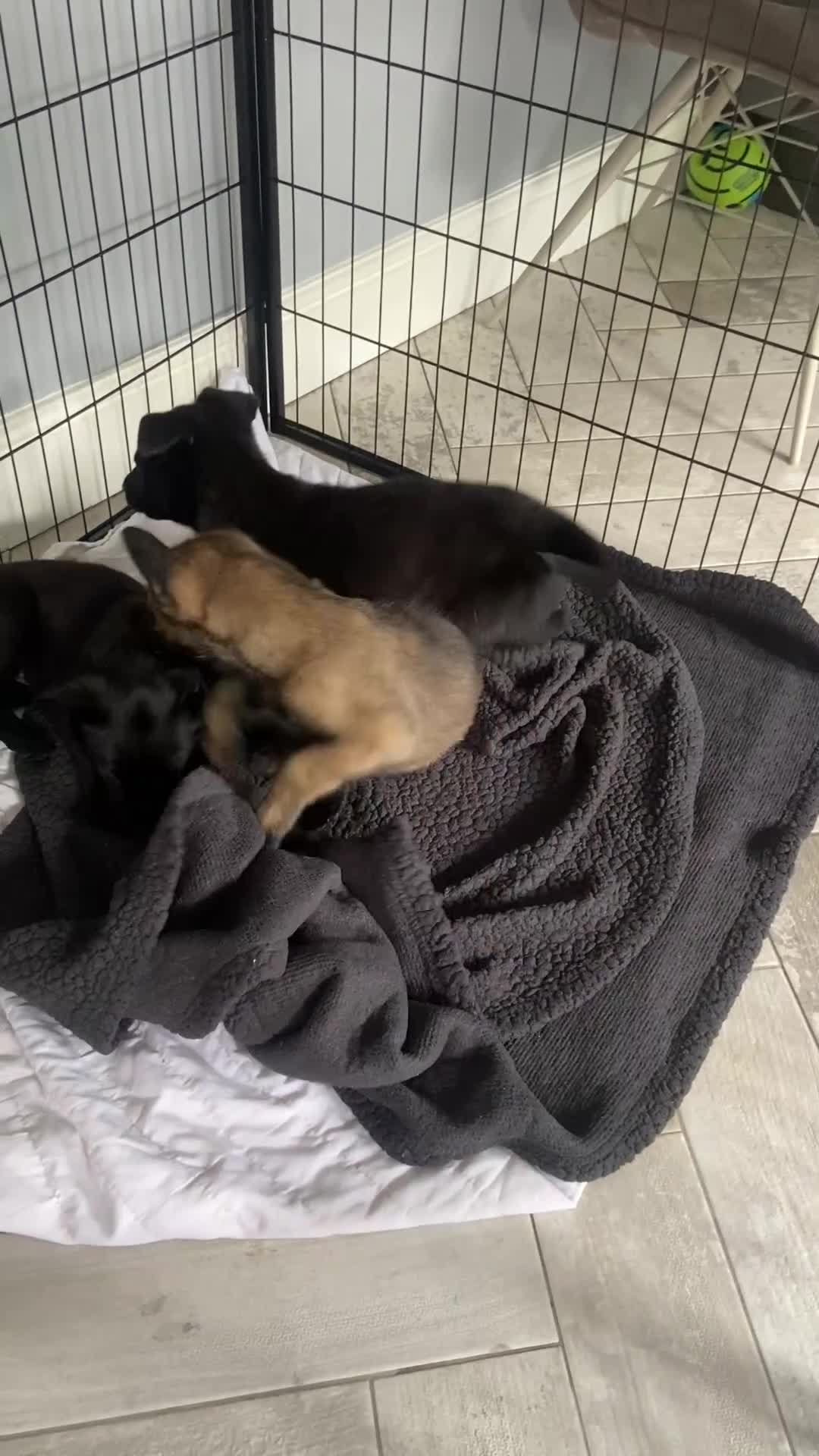Belgian Shepherd Dog dogs for sale: Malinois x Dutch herder ready now to collect ! in Wingate - Video 5