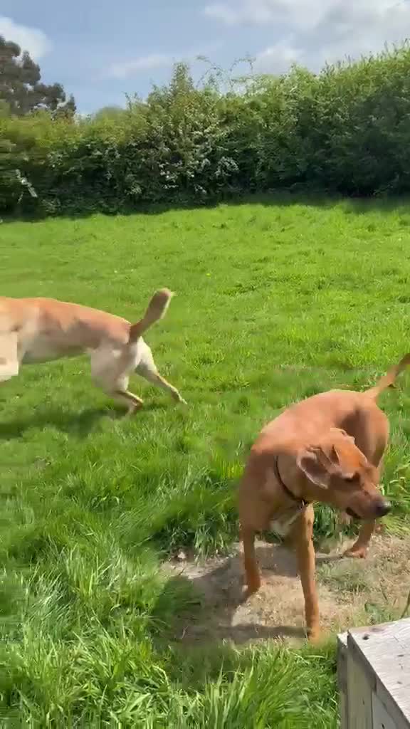 Mixed Breed dogs for adoption: Carlos wants his forever home  in Mexborough - Video 1