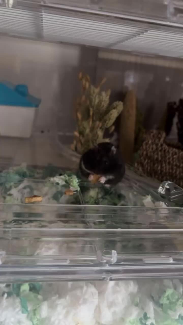 Hamster rodents for sale: ***RESERVED*** dwarf hamster looking for a home - Video 2