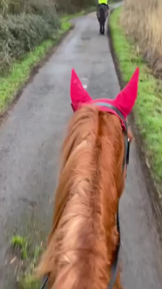 British Warmblood horses for sale: AES Registered warmblood mare  - Video 2