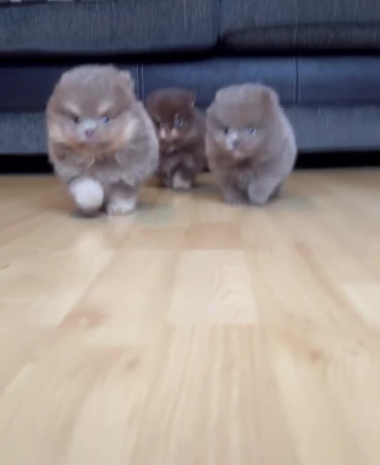 Pomeranian dogs for stud: STUD - TINY Russian & Taiwanese CHIAO LI YA  - Video 1