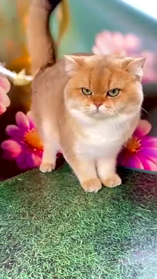 British Shorthair cats for stud: GCCF & TICA GOLDEN NY12 STUD FROM CHAMPIONS 👑  - Video 2