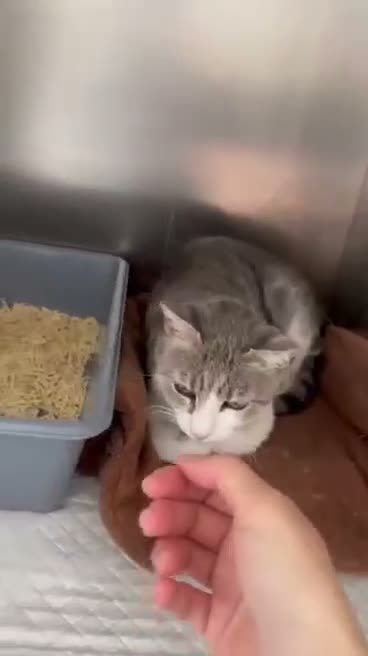 Mixed Breed cats for adoption: Greta for adoption - Video 1
