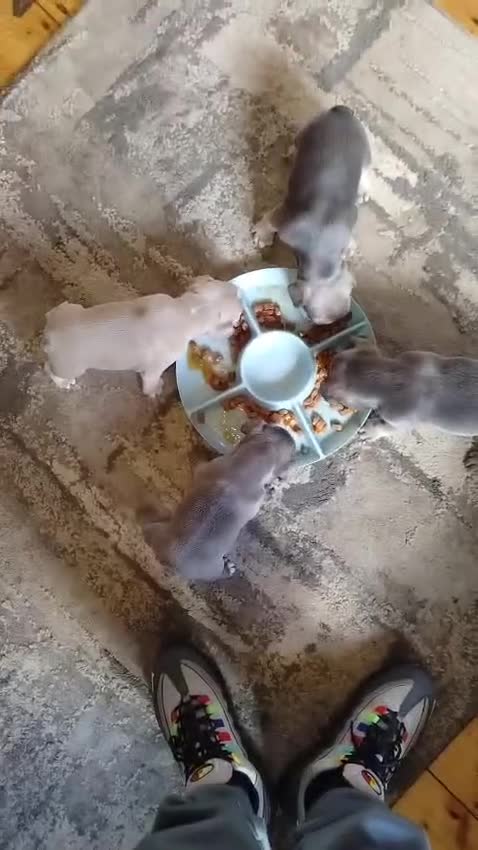 French Bulldog dogs for sale:  🐶 Adorable French Bulldog Puppies December! 🐶 - Video 1