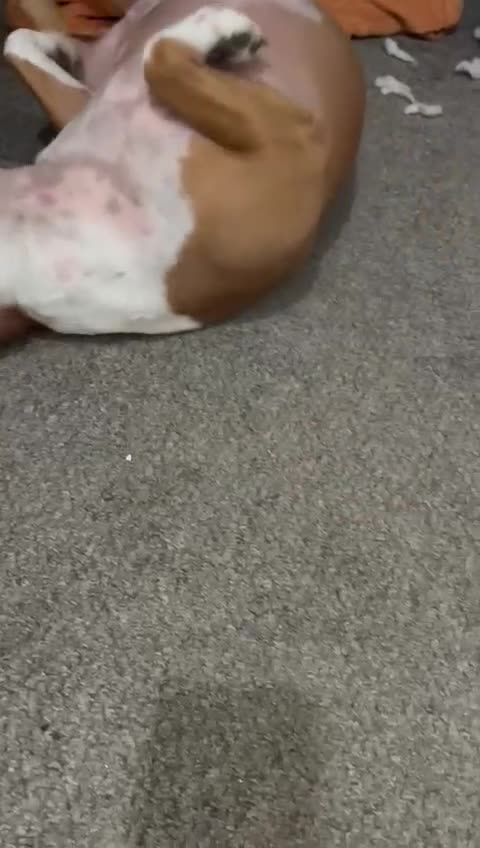 Staffordshire Bull Terrier dogs for sale: Jasmine in Ripley - Video 1