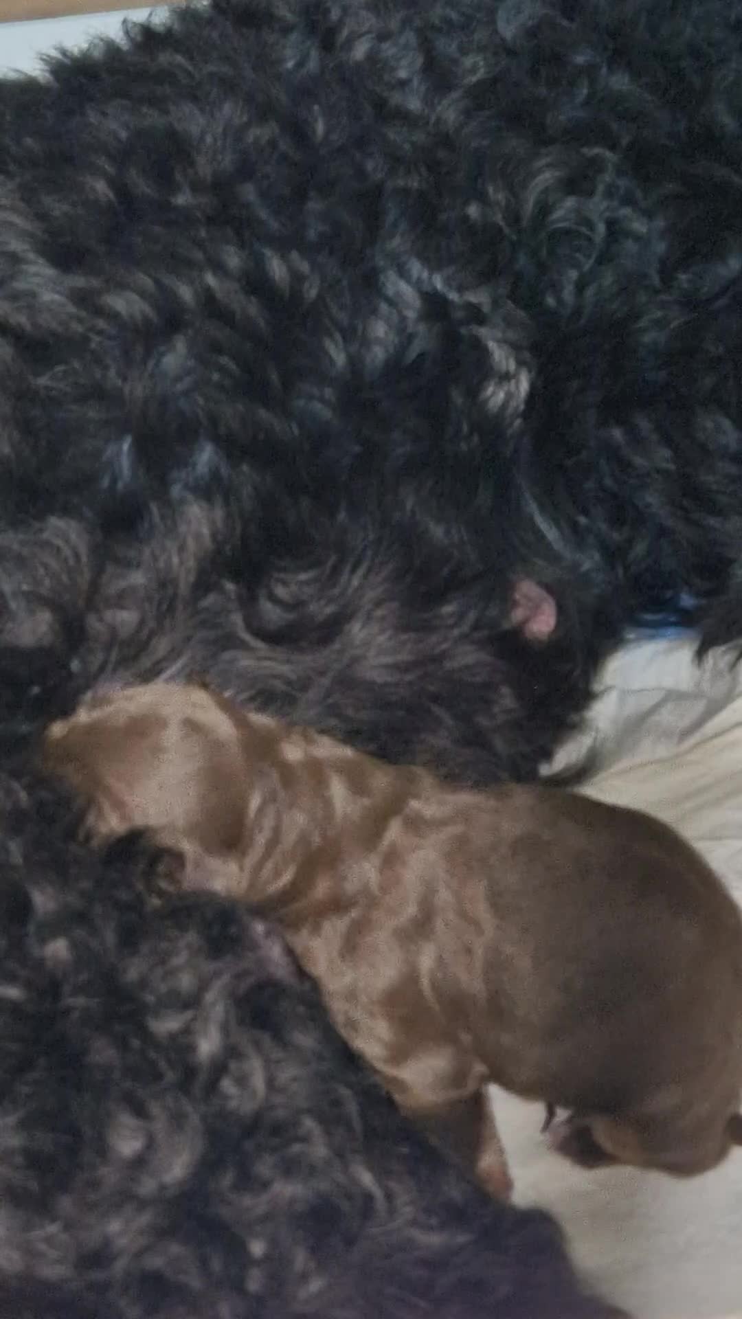 Cockapoo dogs for sale: Minature chocolate brown cockerpoo F1B - Video 2