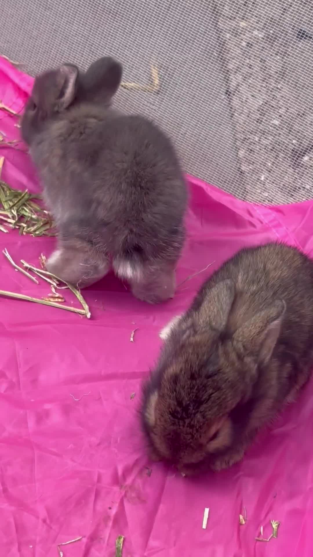 Mini Lion Lop rabbits for sale: Mini lion lops  - Video 3
