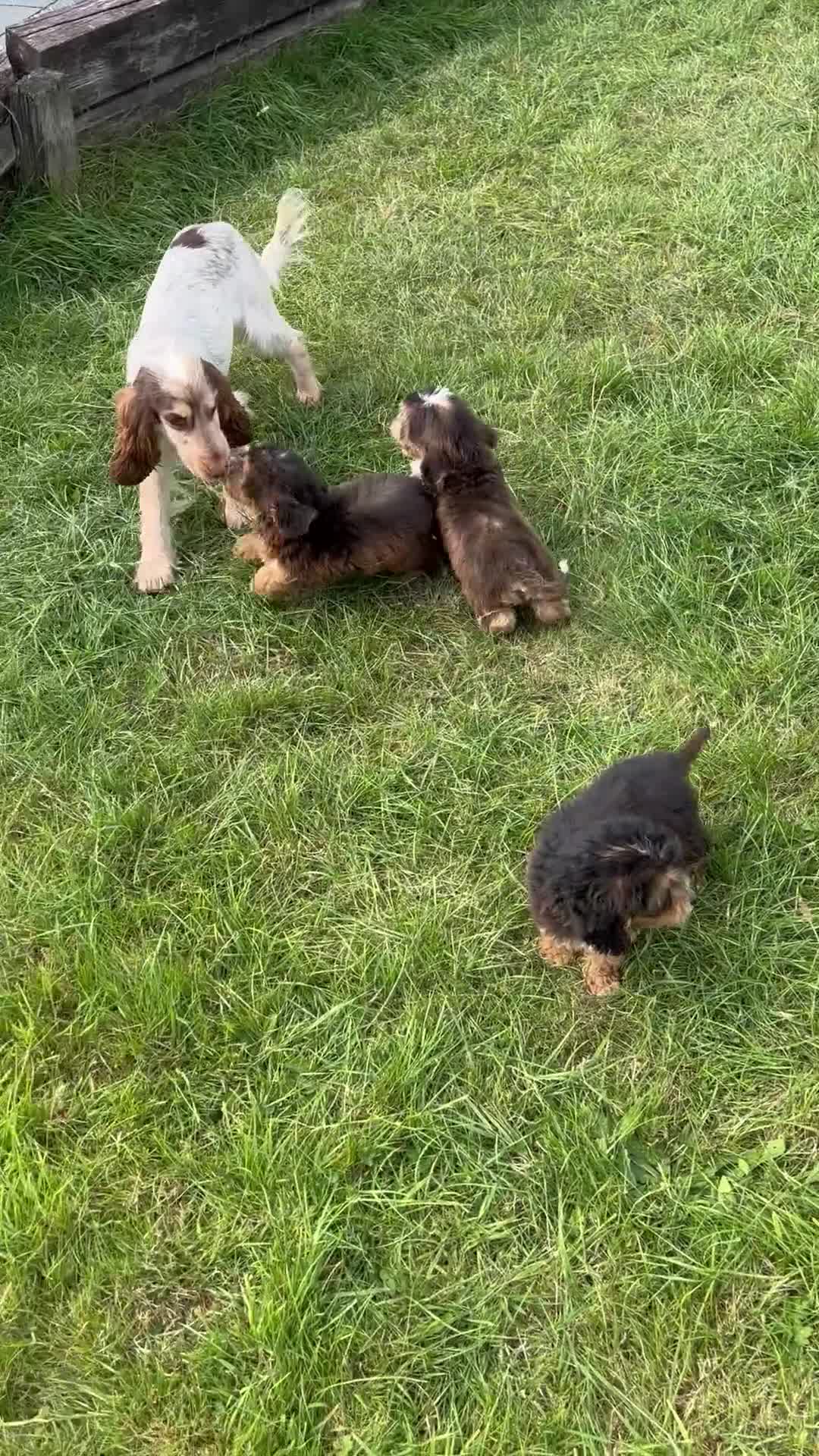 Cockapoo dogs for sale: Stunning F1 cockerpoo puppies - Video 1