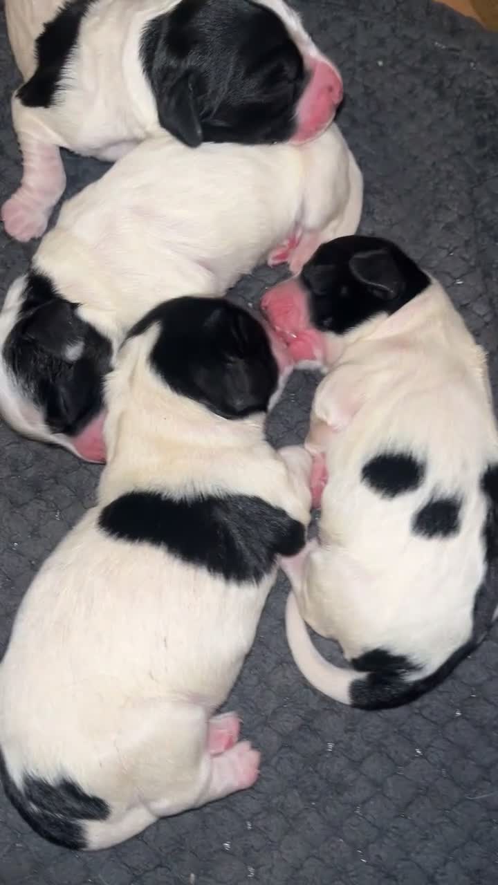 Sprocker dogs for sale: 12 beautiful sprocker spaniels  - Video 1