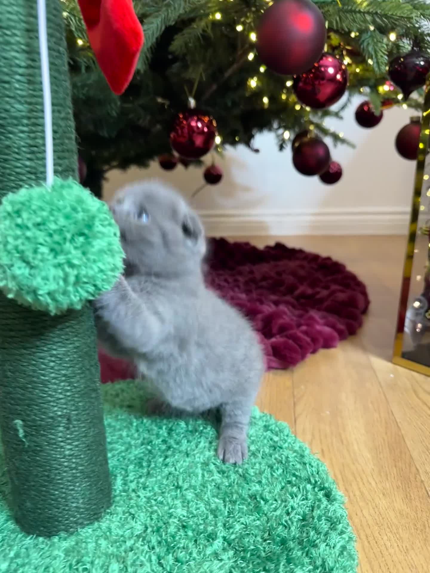 British Shorthair cats for sale: 6 stunning British Shorthair kittens  - Video 1